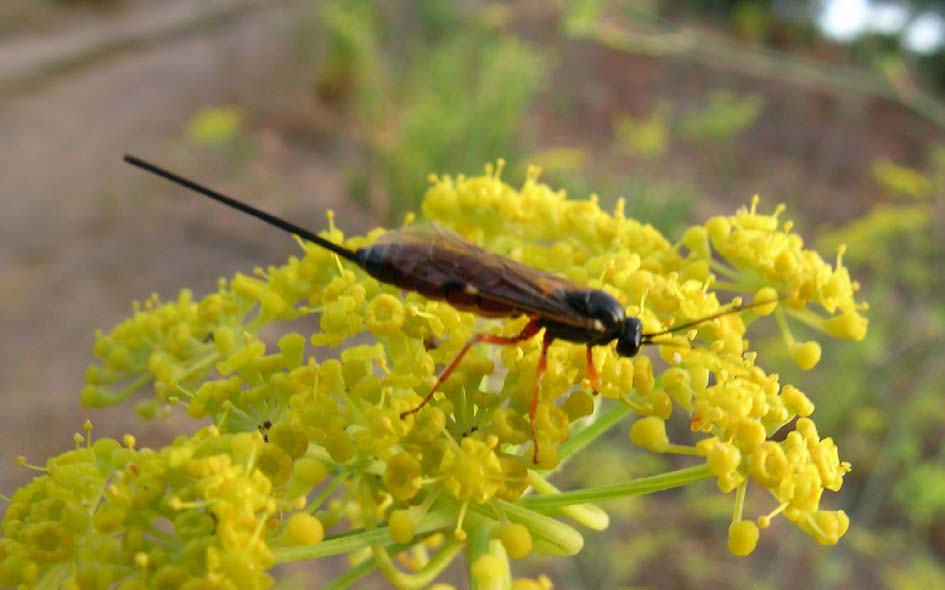 Imenottero con siringa: Ichneumonidae, cf. Exeristes
